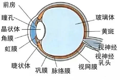 别纠结台州近视眼手术哪家好,先关注疫情期间近视防控那些事儿